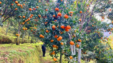 Photo of मौसमले साथ दिँदा सुन्तला उत्पादनमा वृद्धि
