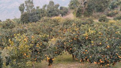 Photo of जुनारखेती : कम मेहेनतमा मनग्य आम्दानी