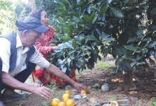 Photo of टिप्ने बेलाको सुन्तलामा कीरा लागेपछि कृषक चिन्तित