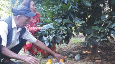 Photo of टिप्ने बेलाको सुन्तलामा कीरा लागेपछि कृषक चिन्तित