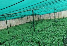 Photo of षडानन्दमा ‘गरिबी निवारणका लागि प्राङ्गारिक कफीखेती कार्यक्रम’