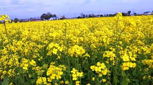 Photo of कञ्चनपुरमा तोरीखेती विस्तार हुँदै