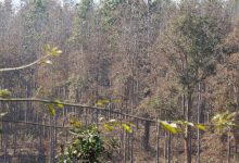 Photo of सालको रूखमा महामारी, ‘मथ’पुतलीले पात सखाप