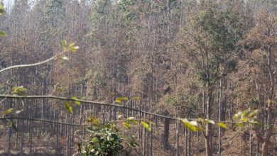 Photo of सालको रूखमा महामारी, ‘मथ’पुतलीले पात सखाप