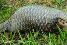 Photo of खोटाङमा भेटियो सङ्कटापन्न सूचीमा रहेको कालोसालक