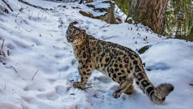 Photo of मुस्ताङ र मनाङमा एकैसाथ हिउँचितुवाको सर्वेक्षण
