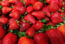 Photo of स्ट्रबेरीखेती गरेर एकवर्षमा २१ लाख रुपैयाँ आम्दानी