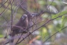 Photo of सहश्राव्दी पदमार्गमा पाइने चरा एउटै पुस्तकमा