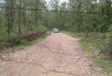 Photo of सालको रूखमा महामारी, ‘मथ’पुतलीले पात सखाप