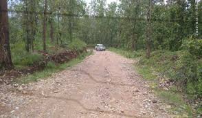 Photo of सालको रूखमा महामारी, ‘मथ’पुतलीले पात सखाप