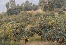 Photo of मूल्य पाइने आशामा बोटमै जुनार