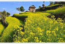 Photo of सिन्धुलीको सुनकोसी ओख्रेनीमा ढकमक्क फुलेको तोरी