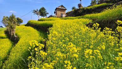 Photo of सिन्धुलीको सुनकोसी ओख्रेनीमा ढकमक्क फुलेको तोरी