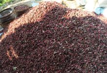 Photo of आठ अर्ब ६१ करोड रुपैयाँ बढीको अलैँची निर्यात