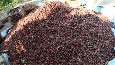 Photo of आठ अर्ब ६१ करोड रुपैयाँ बढीको अलैँची निर्यात