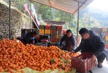 Photo of सुन्तला बेचेर २० लाख रुपैयाँ आम्दानी