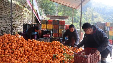 Photo of सुन्तला बेचेर २० लाख रुपैयाँ आम्दानी