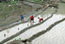 Photo of झापामा चैते धान रोपाइँ सुरु