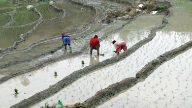 Photo of झापामा चैते धान रोपाइँ सुरु
