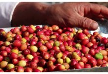 Photo of कफीको दाना बिक्री गरेर ५ लाखसम्म आम्दानी