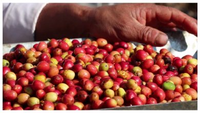Photo of कफीको दाना बिक्री गरेर ५ लाखसम्म आम्दानी