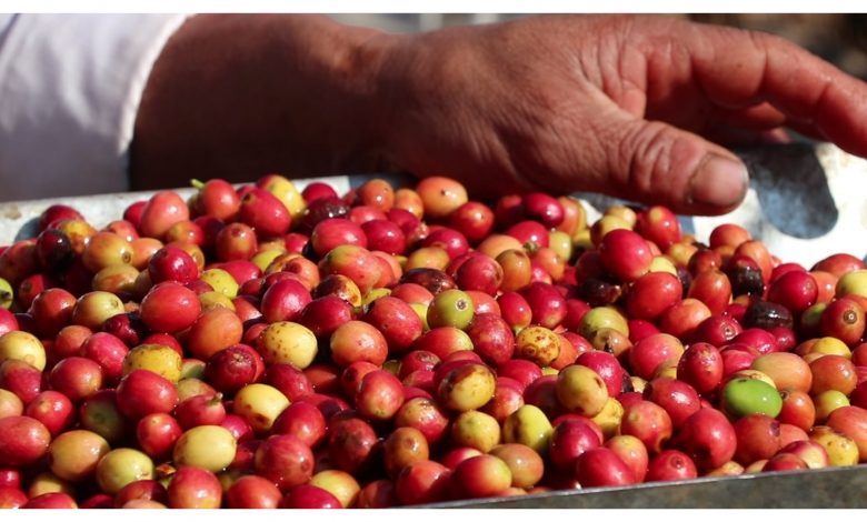 कफीको दाना बिक्री गरेर ५ लाखसम्म आम्दानी