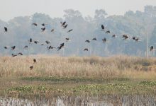 Photo of जाडो छल्न आएका चरा फर्किन थाले