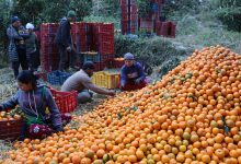 Photo of म्याग्दीमा ३१ करोड ६० लाख रुपैयाँको सुन्तला उत्पादन