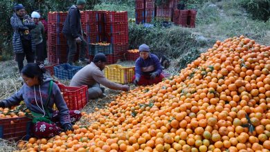 Photo of म्याग्दीमा ३१ करोड ६० लाख रुपैयाँको सुन्तला उत्पादन