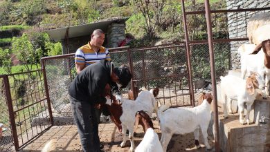 Photo of पशुलाई रोगबाट जोगाउन पूर्णखोप अभियान सञ्चालन