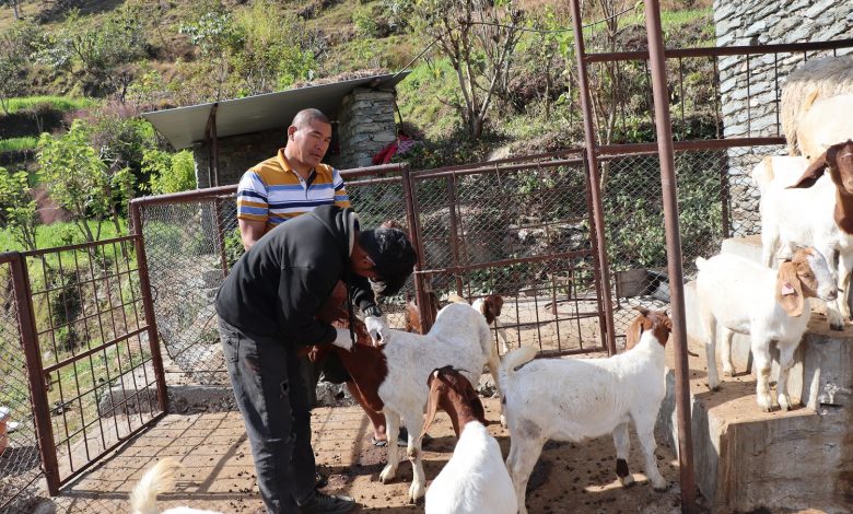पशुलाई रोगबाट जोगाउन पूर्णखोप अभियान सञ्चालन