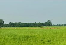 Photo of शुक्लाफाँटा निकुञ्ज बाहिर पाटेबाघ, स्थानीय त्रसित