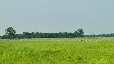 Photo of शुक्लाफाँटा निकुञ्ज बाहिर पाटेबाघ, स्थानीय त्रसित