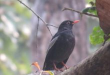 Photo of पहाडी वनको ‘मदना चाँचर’ शुक्लाफाँटामा