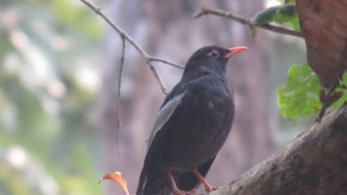 Photo of पहाडी वनको ‘मदना चाँचर’ शुक्लाफाँटामा
