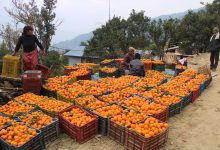 Photo of बागलुङको सिगाना बन्यो ‘सुन्तला गाउँ’, भित्रियो चार करोड रुपैयाँ