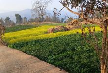 Photo of भोजपुर कोदारका किसानको आकर्षण नगदेबालीतर्फ