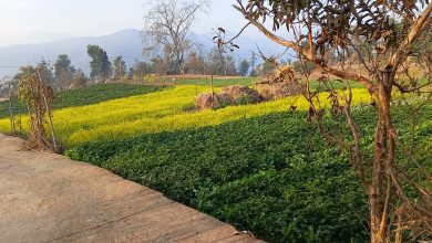 Photo of भोजपुर कोदारका किसानको आकर्षण नगदेबालीतर्फ