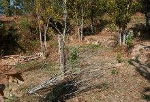 Photo of सुन्तलाका बोट सुक्दै गएपछि भोजपुरका किसान समस्यामा