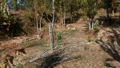 Photo of सुन्तलाका बोट सुक्दै गएपछि भोजपुरका किसान समस्यामा