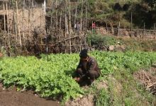 Photo of सिँचाइका लागि पोखरी निर्माण भएपछि किसान व्यावसायिक तरकारीखेतीतर्फ आकर्षित