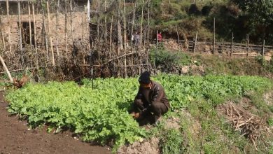 Photo of सिँचाइका लागि पोखरी निर्माण भएपछि किसान व्यावसायिक तरकारीखेतीतर्फ आकर्षित