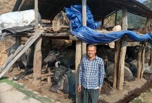 Photo of दुई पाडीबाट आचार्यले थालेको भैँसीपालन व्यावसायिकतातर्फ