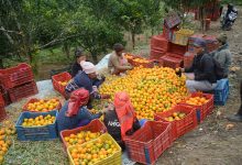 Photo of सुन्तला बेचेर तनहुँका कृषकले भित्र्याए करोडौँ