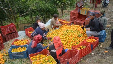 Photo of सुन्तला बेचेर तनहुँका कृषकले भित्र्याए करोडौँ
