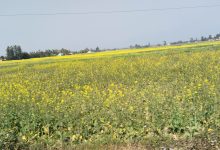 Photo of दाङमा तोरीखेतीको क्षेत्रफल र उत्पादन बढ्दै