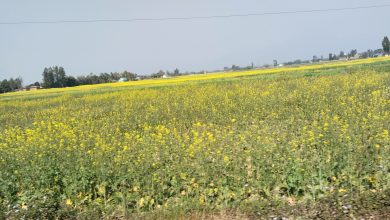 Photo of दाङमा तोरीखेतीको क्षेत्रफल र उत्पादन बढ्दै