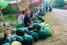 Photo of पोखरामा आठ सय रोपनीमा तरबुजाखेती विस्तार हुँदै