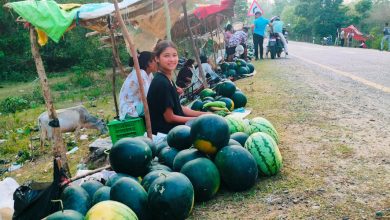 Photo of पोखरामा आठ सय रोपनीमा तरबुजाखेती विस्तार हुँदै