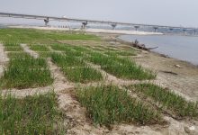 Photo of कर्णाली नदी बगरमा लोभलाग्दो प्याजखेती